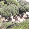 les Ruines tipaza