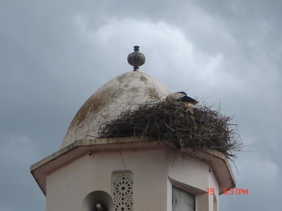 CIGOGNE ET FIGUES DE BARBARIE NE FONT PAS BON MENAGE